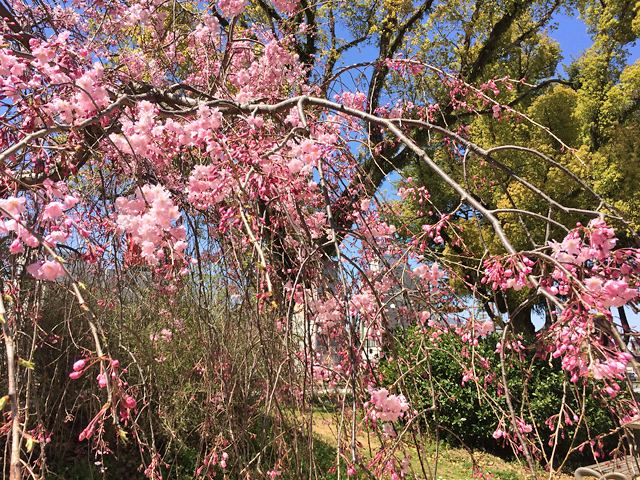 神明公園のしだれ桜