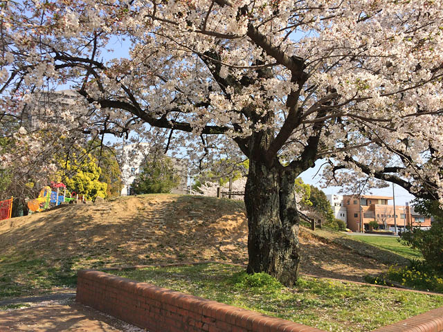 黒福公園の桜