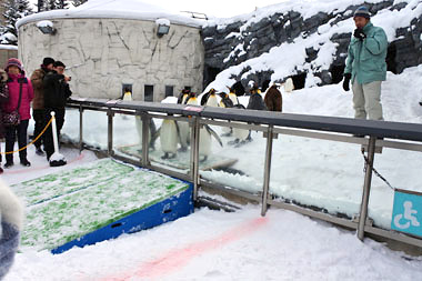 旭山動物園のペンギンのお散歩