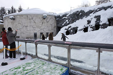 冬の旭山動物園・ペンギンのお散歩