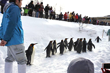 冬の旭山動物園・ペンギンのお散歩