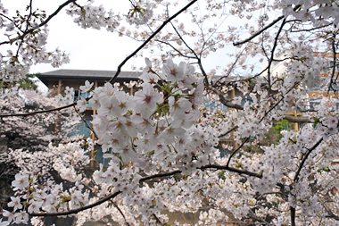 伊東市の桜