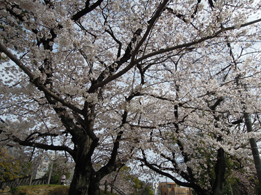 黒福公園の桜