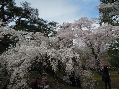 京都御所近衛邸跡のしだれ桜