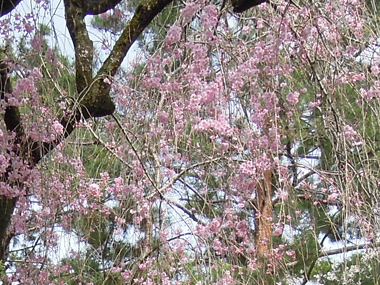 京都御所近衛邸跡のしだれ桜