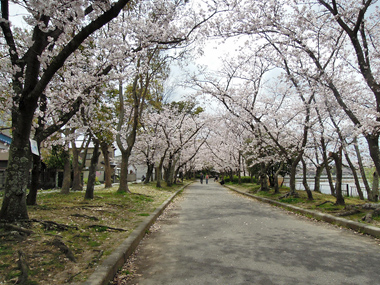 向山大池の桜