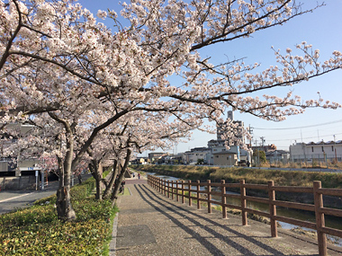 柳生川の桜