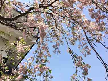 豊橋公園のしだれ桜