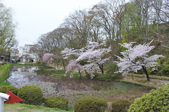 秋田の桜