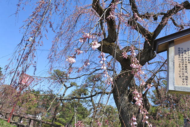弘前城桜まつり