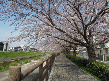 柳生川沿いの桜