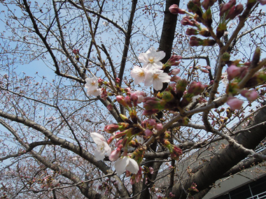 柳生川沿いの桜