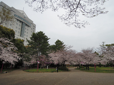 豊橋公園桜まつり