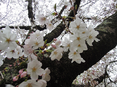 豊橋公園桜まつり